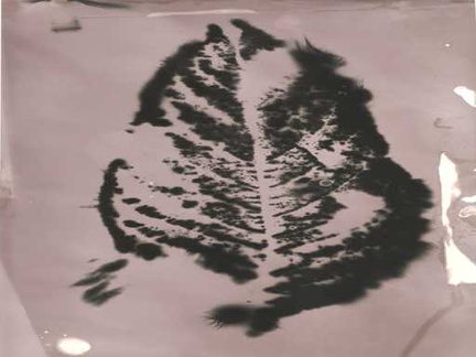 Procesos Kirlian Arte (30)