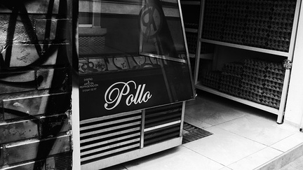 Pollo